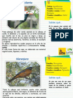 Aves (Picaflor Rutilante y Naranjero)