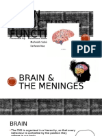 Brain Structure & Function