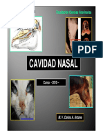 Cavidad Nasal PDF