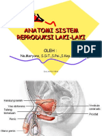 Anatomi Fisiologi Sistem Reproduksi Pria