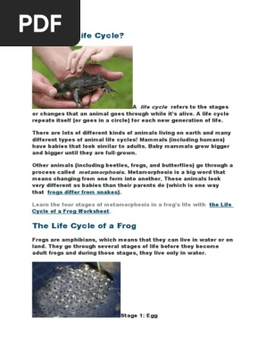 Life Cycle of a Frog