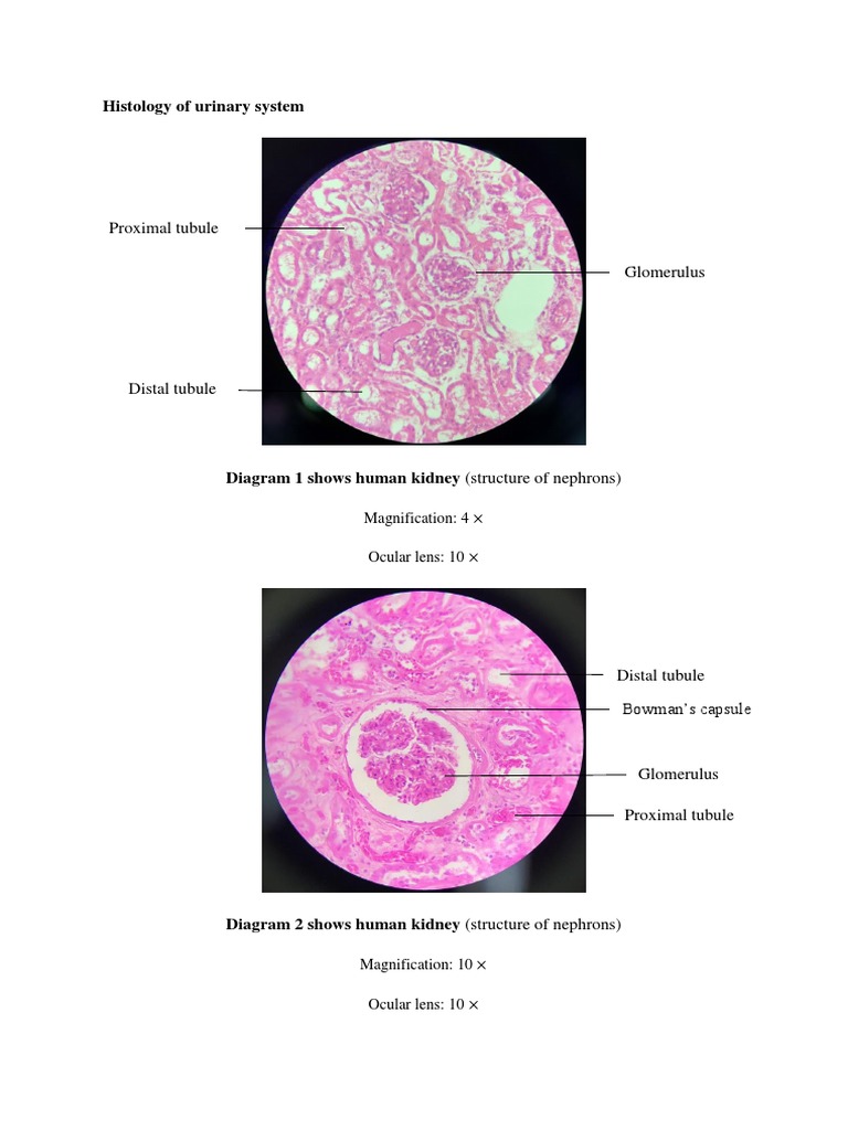 Labeled Diagrams of Urinary System Histology | PDF