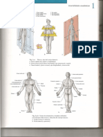 Generalidades Sobotta PDF