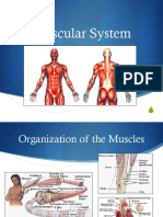 Lecture-Chapter-05-Vertebrate-Muscles