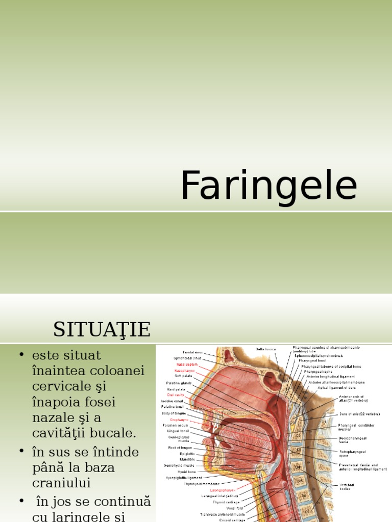 Faringele | PDF