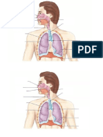 Respiratory system images.docx