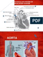 Cardiosvascular System.pptx