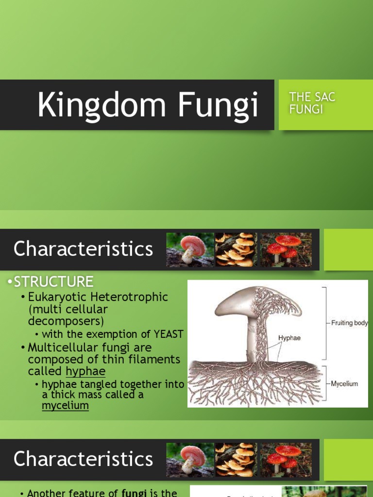 Overview of Fungi Characteristics and Roles | PDF | Fungus | Biology