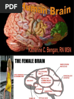 Download The Human Brain2 by Shoixi  SN45086290 doc pdf