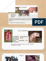 Hog cholera and other common swine diseases