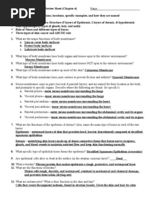 Skin Review Sheet Pdf Skin Epidermis