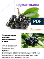 АРОНИЯ- ЧУДОПРОДУКТ