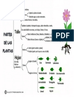 mapa-conceptual-sobre-las-partes-de-una-planta.pdf