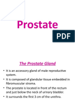 7 .Prostate