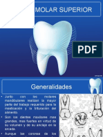 Primer Molar Superior