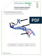 DNA and Protein Synthesis Worksheet
