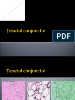 Tesutul Conjunctiv 1 - A