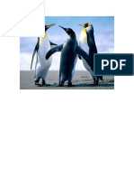 Poze Pinguini
