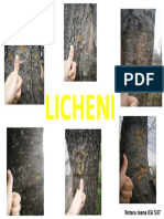 licheni