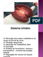 SISTEMA URINÁRIO.pdf