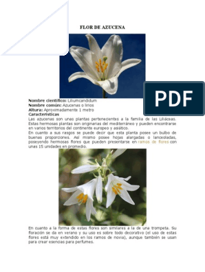 Flor de Azucena | PDF | Flores | Plantas