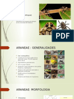 ARANEAE Deiwer