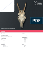 British Mammal Bones ID Guide