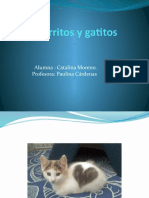 Los Perritos y Gatitos