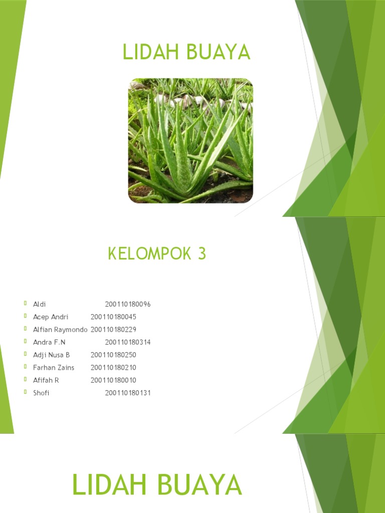 Cara Mengobati Luka Lambung dan Pendarahan Wasir dengan Lidah Buaya Menurut Dr Zaidul Akbar