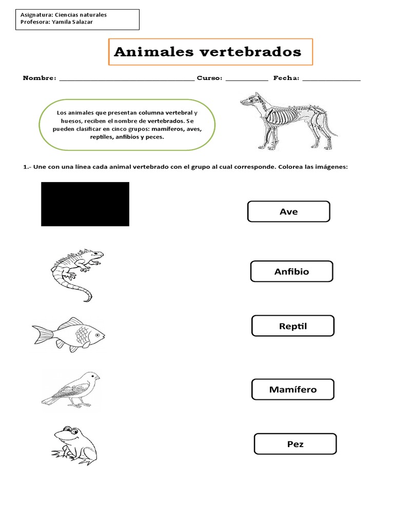 El Pez Dorado Es Vertebrado O Invertebrado Guía Animales Vertebrados 2° Basico | PDF | Vertebrados | Anfibio