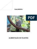 Alimente filhotes Calopsita