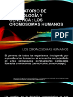 S.13 PRACTICA N° 02 CROMOSOMAS HUMANOS (Practica de Embirología y Génetica)