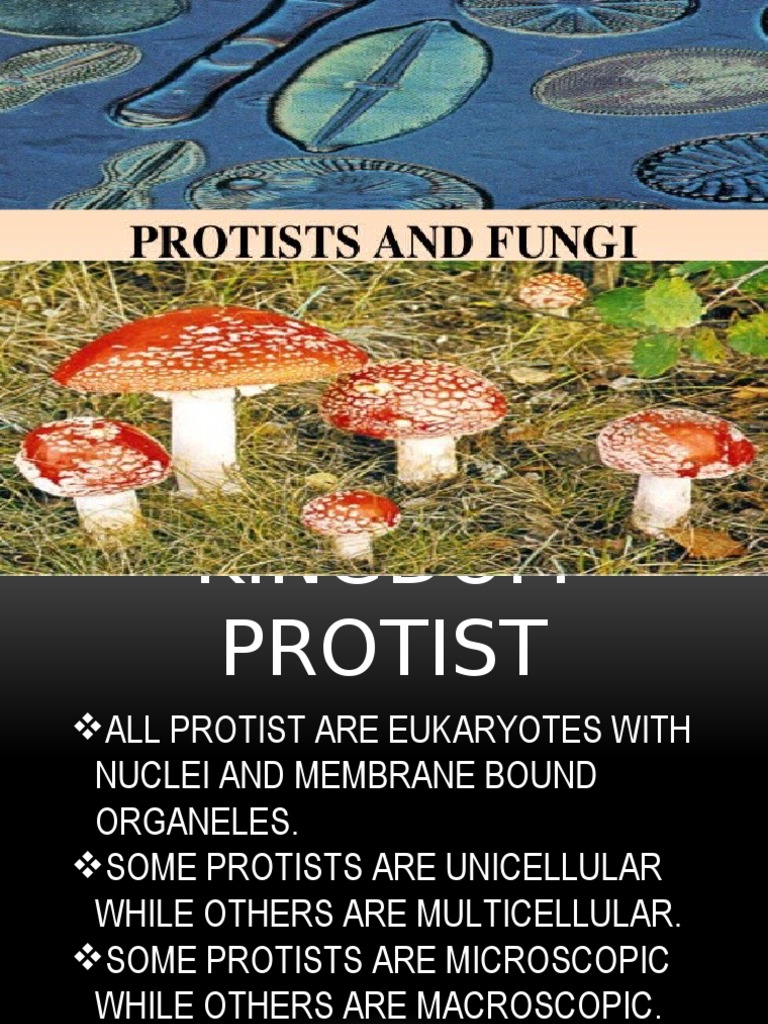 Differences Between Fungi and Protists | PDF | Protozoa | Algae