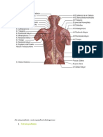 espalda muscular articular fascial