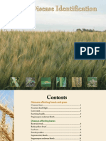 Wheat Disease Identification