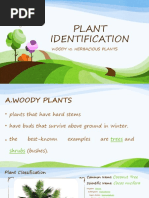 Plant Identification