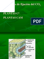 Vías fijación CO2 plantas C4 CAM