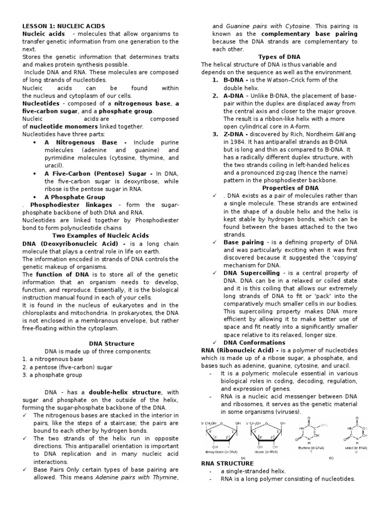 Nucleic Acids: Structure and Function | PDF | Rna | Translation (Biology)