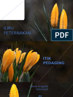 Itik Pedaging