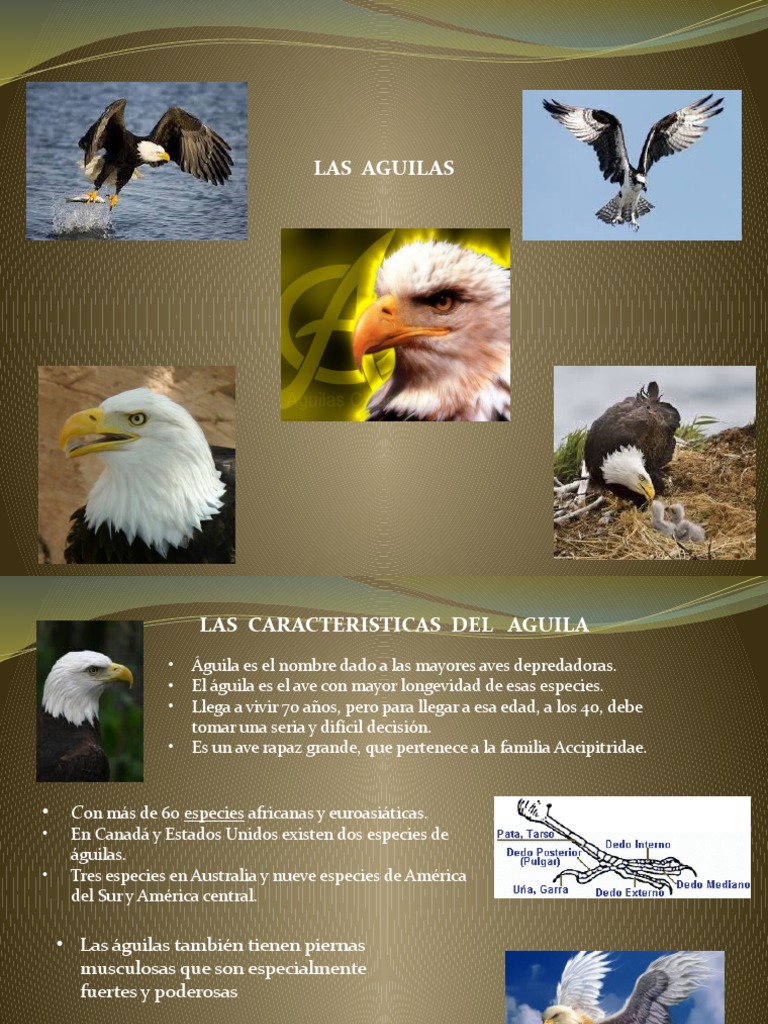 Presentacion Las Aguilas | PDF | Águila | Aves