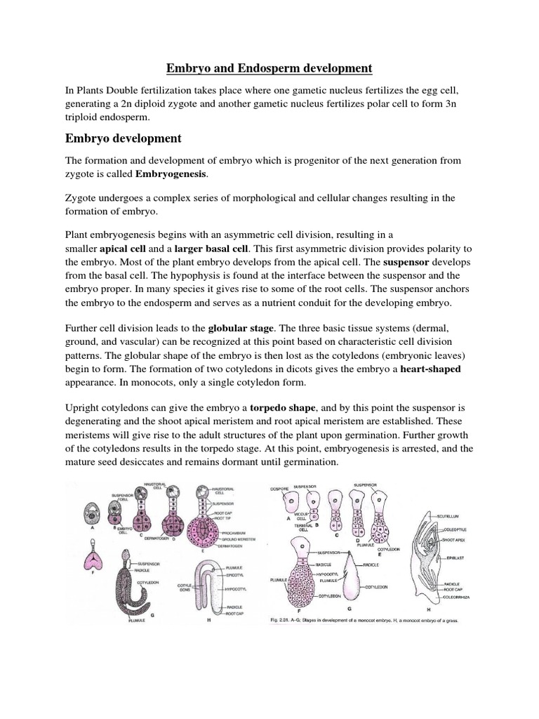 Embryo and Endosperm Development in Plants | PDF | Plant Reproduction ...