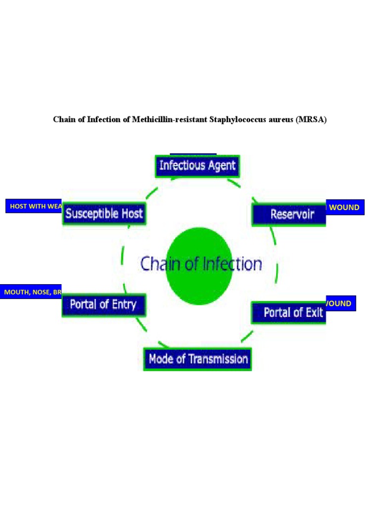 Chain of Infection Example | PDF | Social Science | Science & Mathematics