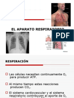 Sistema Respiratorio