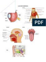 Los Cinco Sentidos