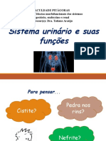 Sistema urinário e suas funções