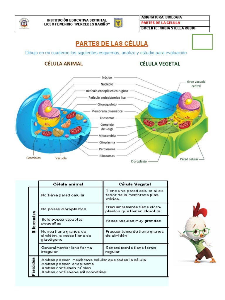 Partes de La Célula y Funciones | PDF | Citoplasma | Nucleo celular