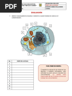 Evaluación Partes de La Célula