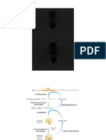 CH28 Regulacion de La Expresion Genetica