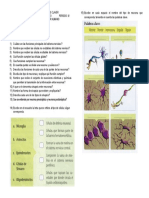 Actividad 1. Clulas Del Sistema Nervioso