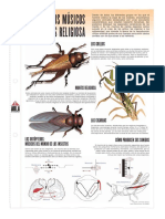 lamina los insectos musicos y la mantis religiosa.pdf